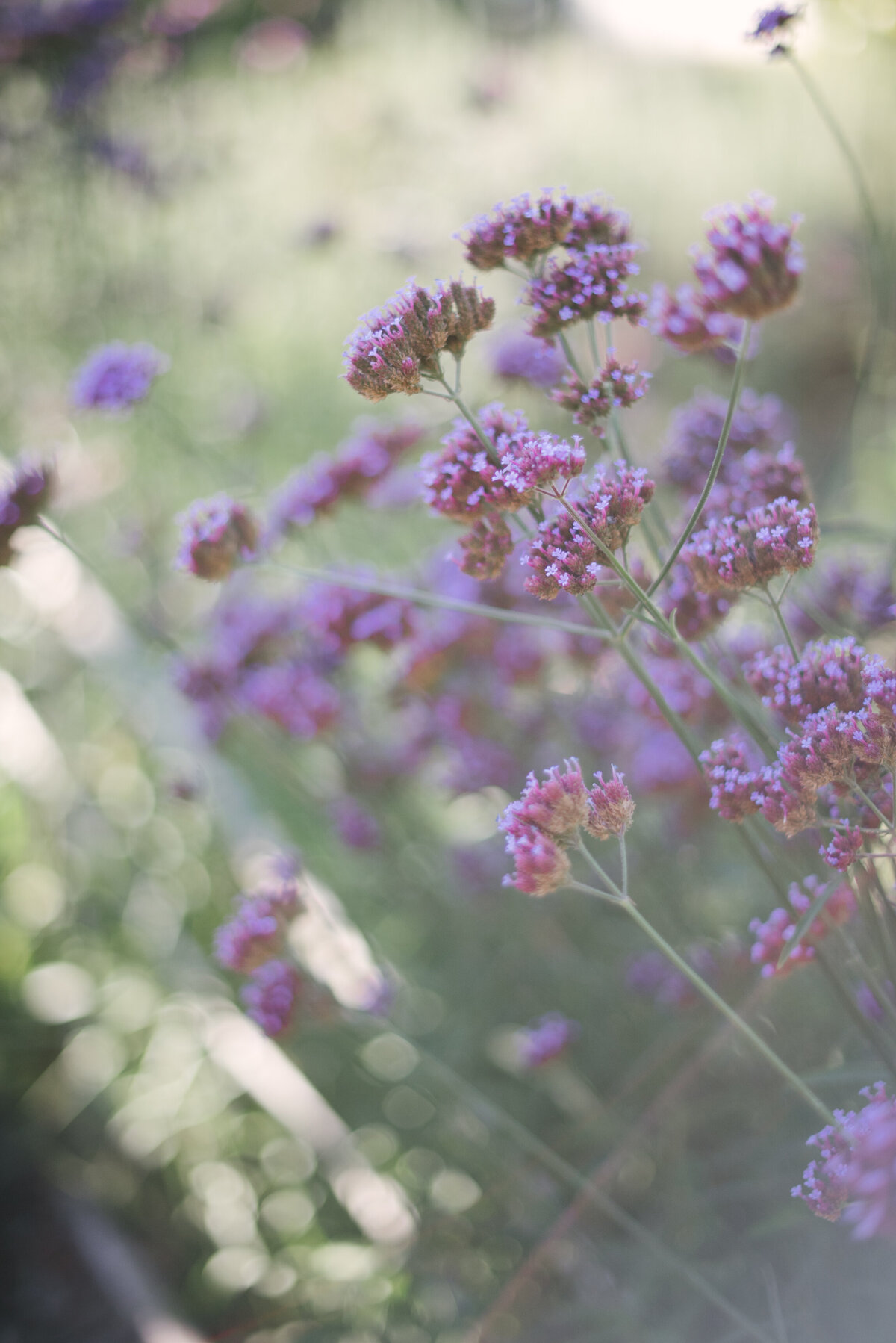 edgefield_engagement_fashion_photography_christa_taylor-81