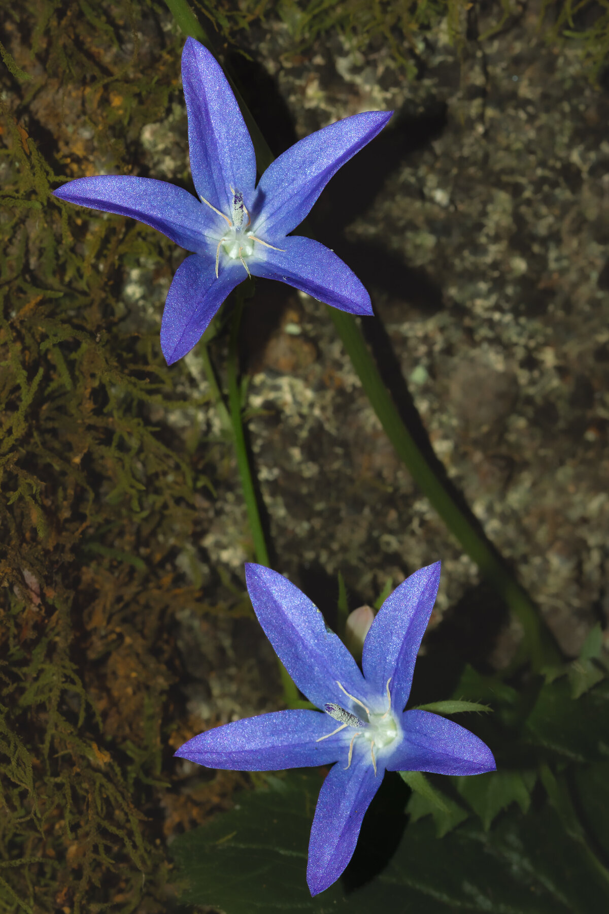 spreading_bellflower_9757_C1