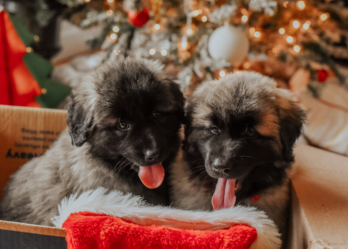 estrelamountaindogs.com Christmas Puppies-23