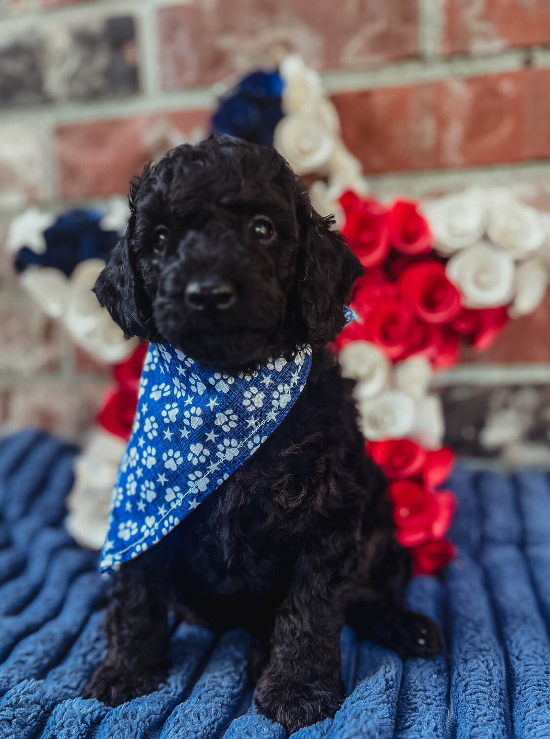 Salish Sea Miniature Poodles--101