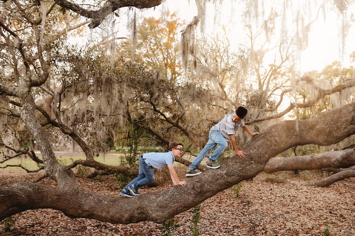 Brothers climb a live oak tree together during Family Pictures in Charleston.