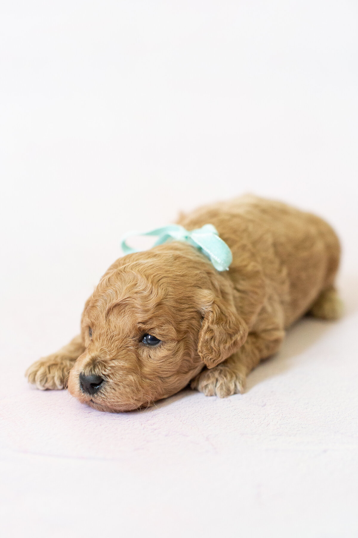 Darcy-6