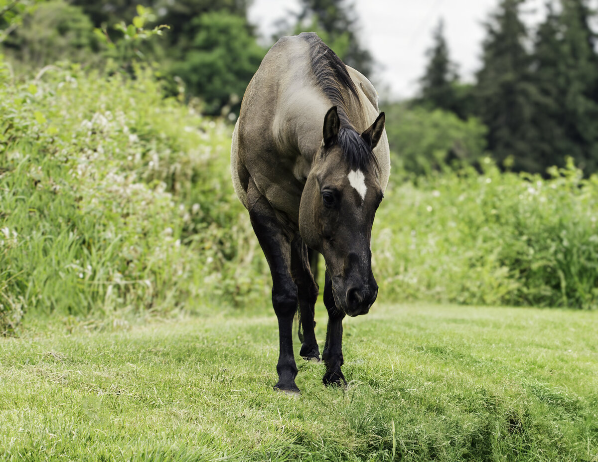 seattle-equine-photographer-5