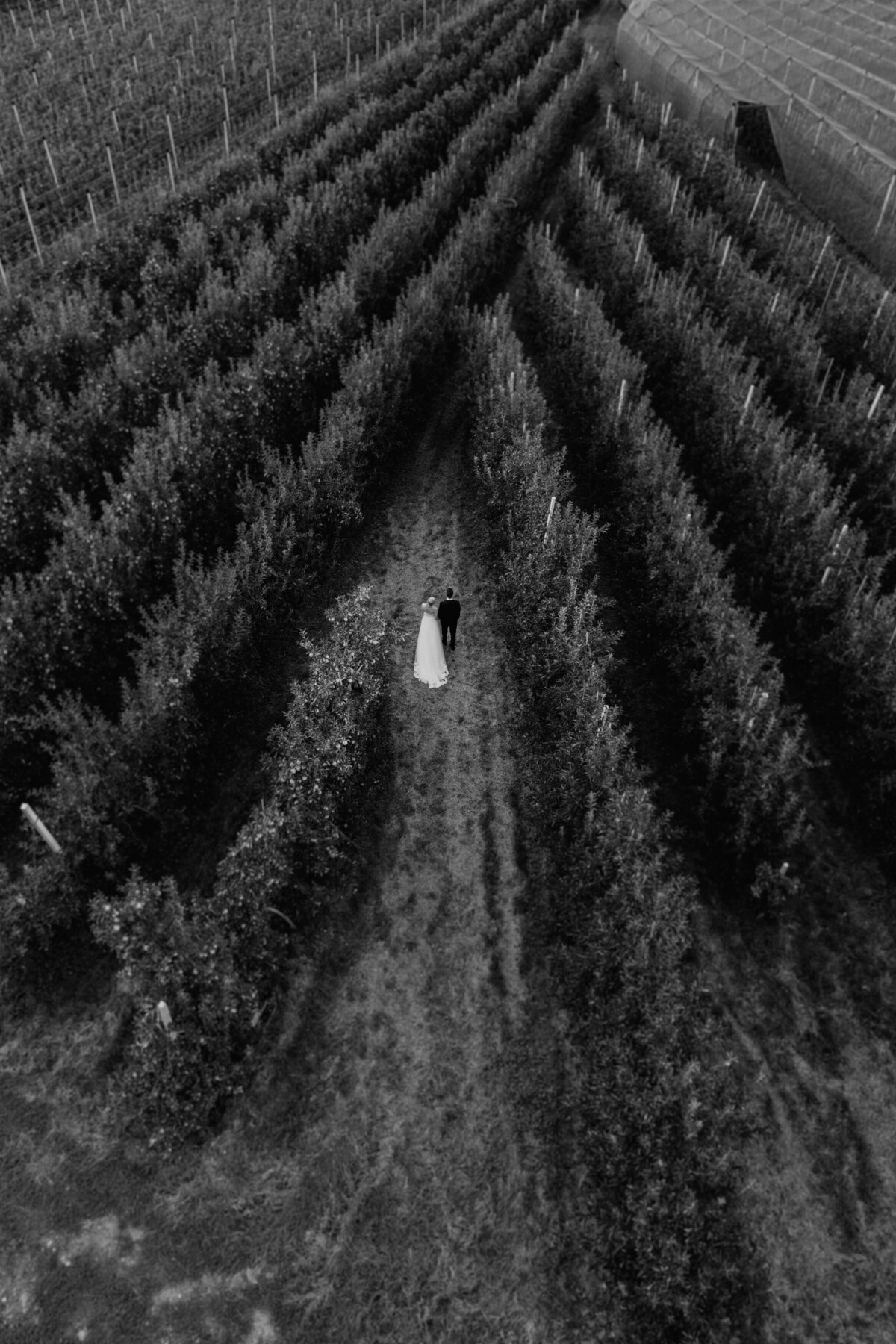 Drone shot of couple walking through orchard rows”