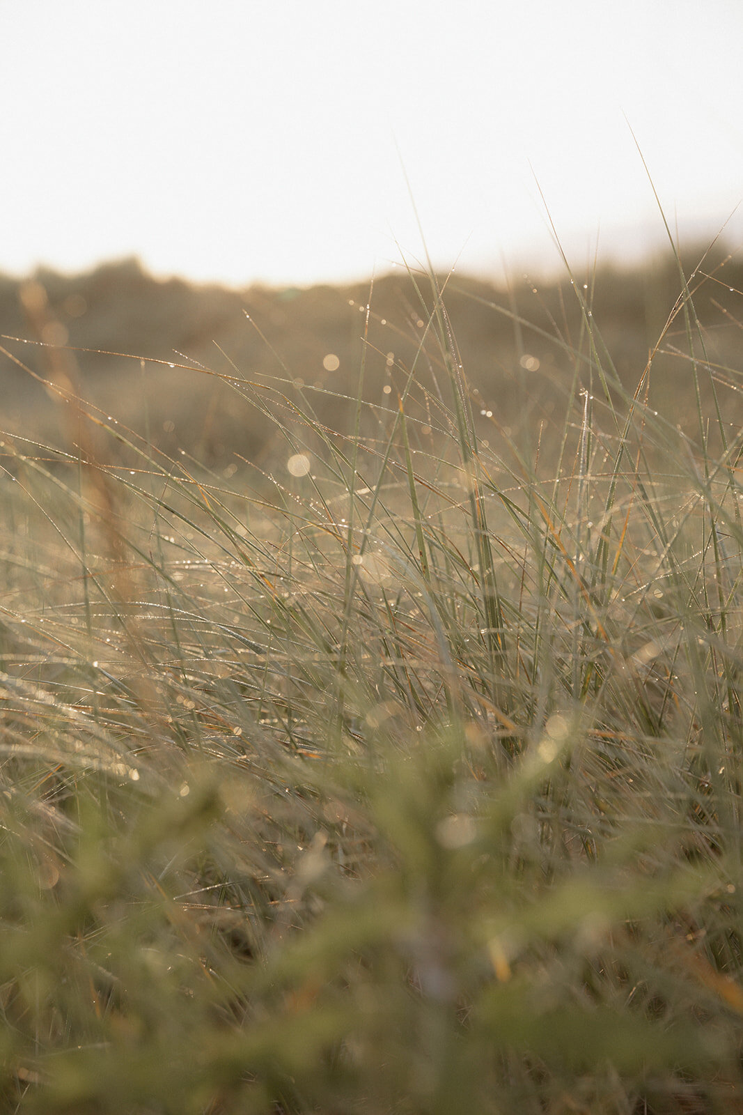 Suzy Anderson Photography_-14