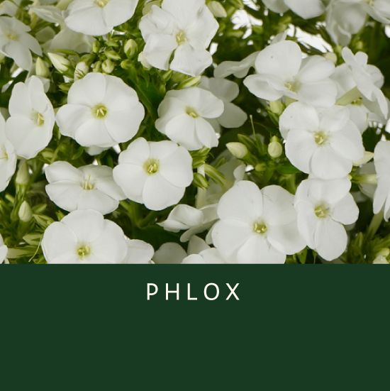 Phlox