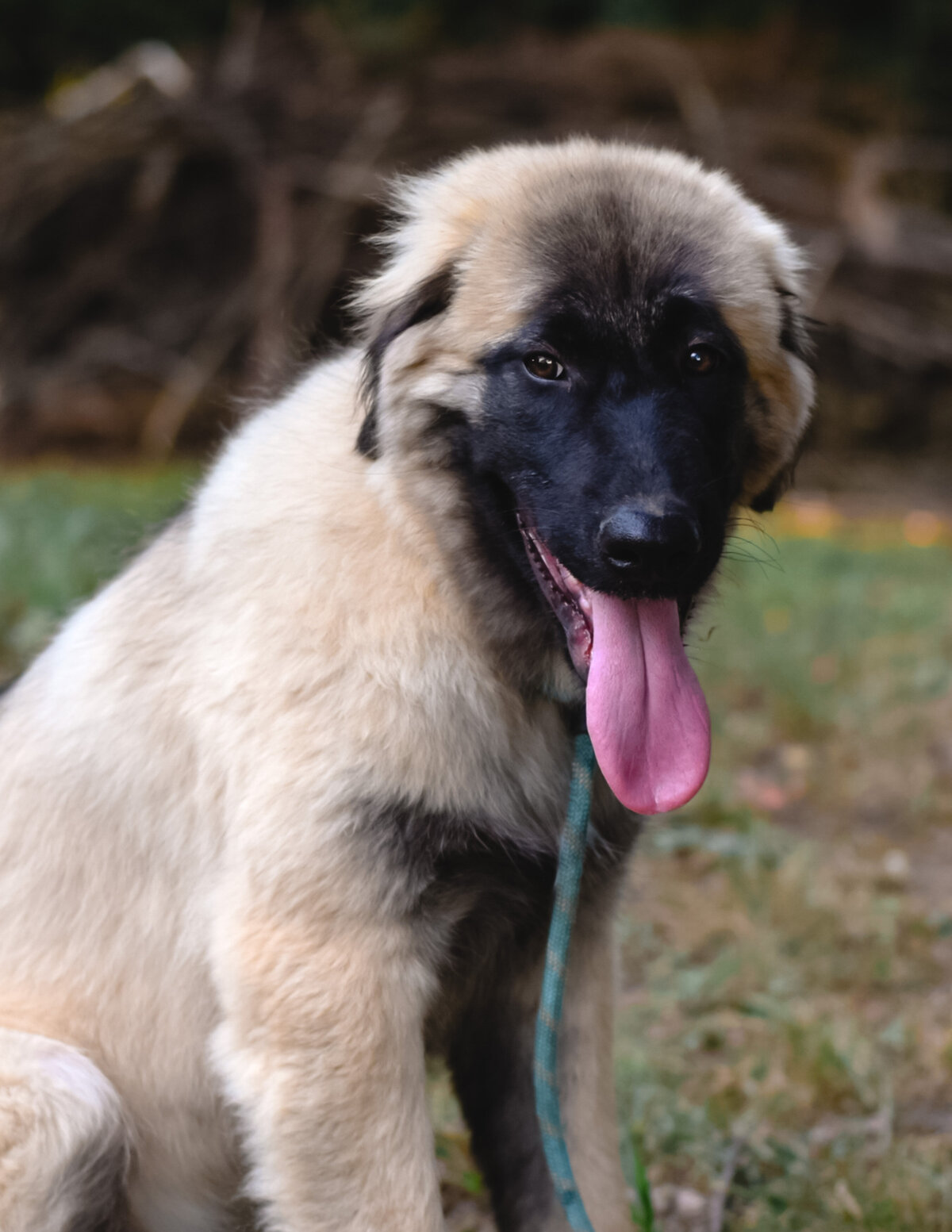 Puppy Estrelamountaindogs.com-23