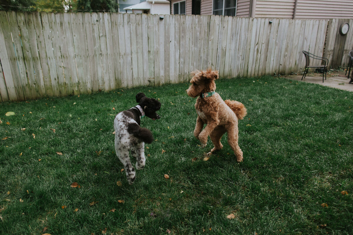 illinois-family-photos-home-dogs-joy-teenagers-4