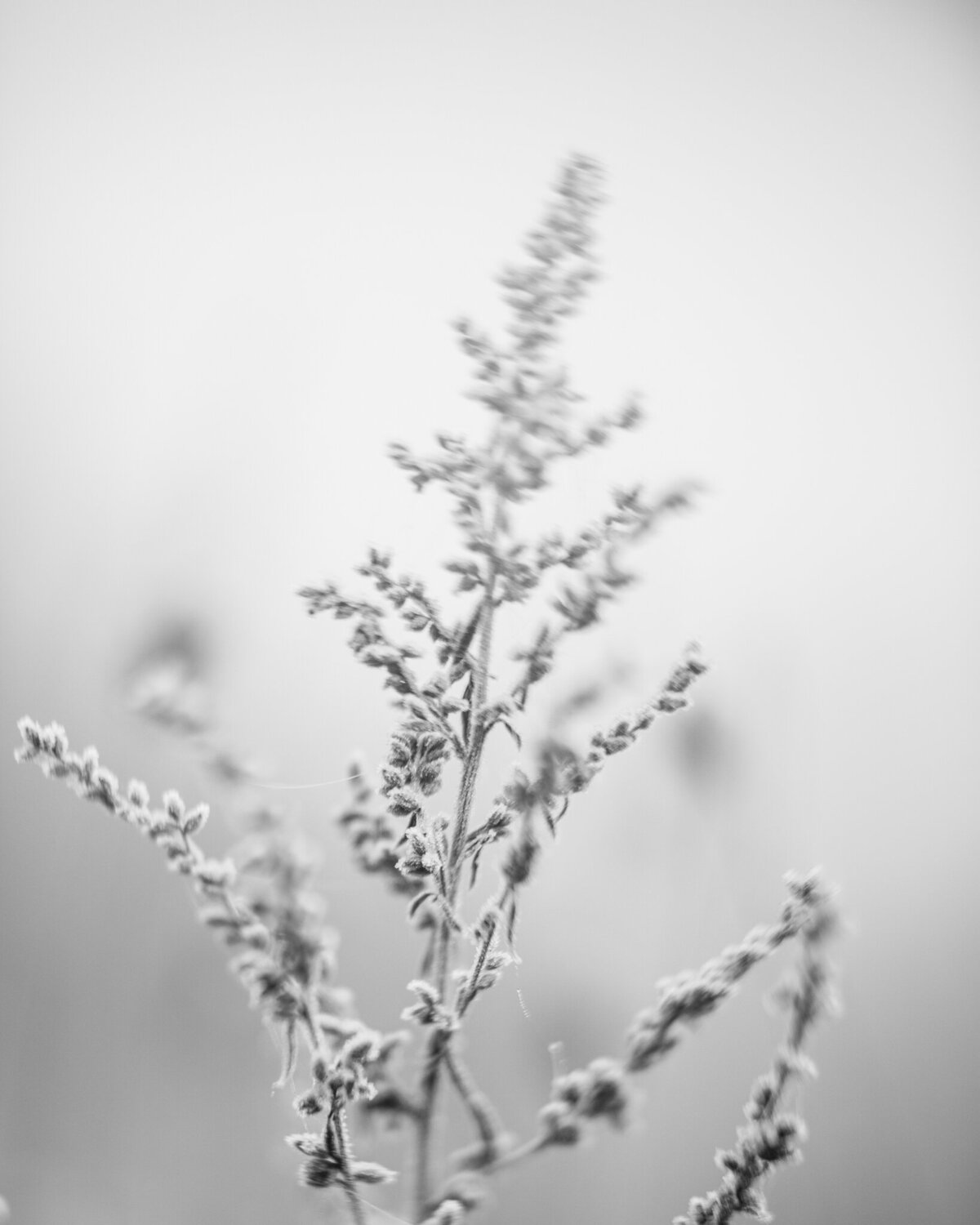 fine_art_photographer _044