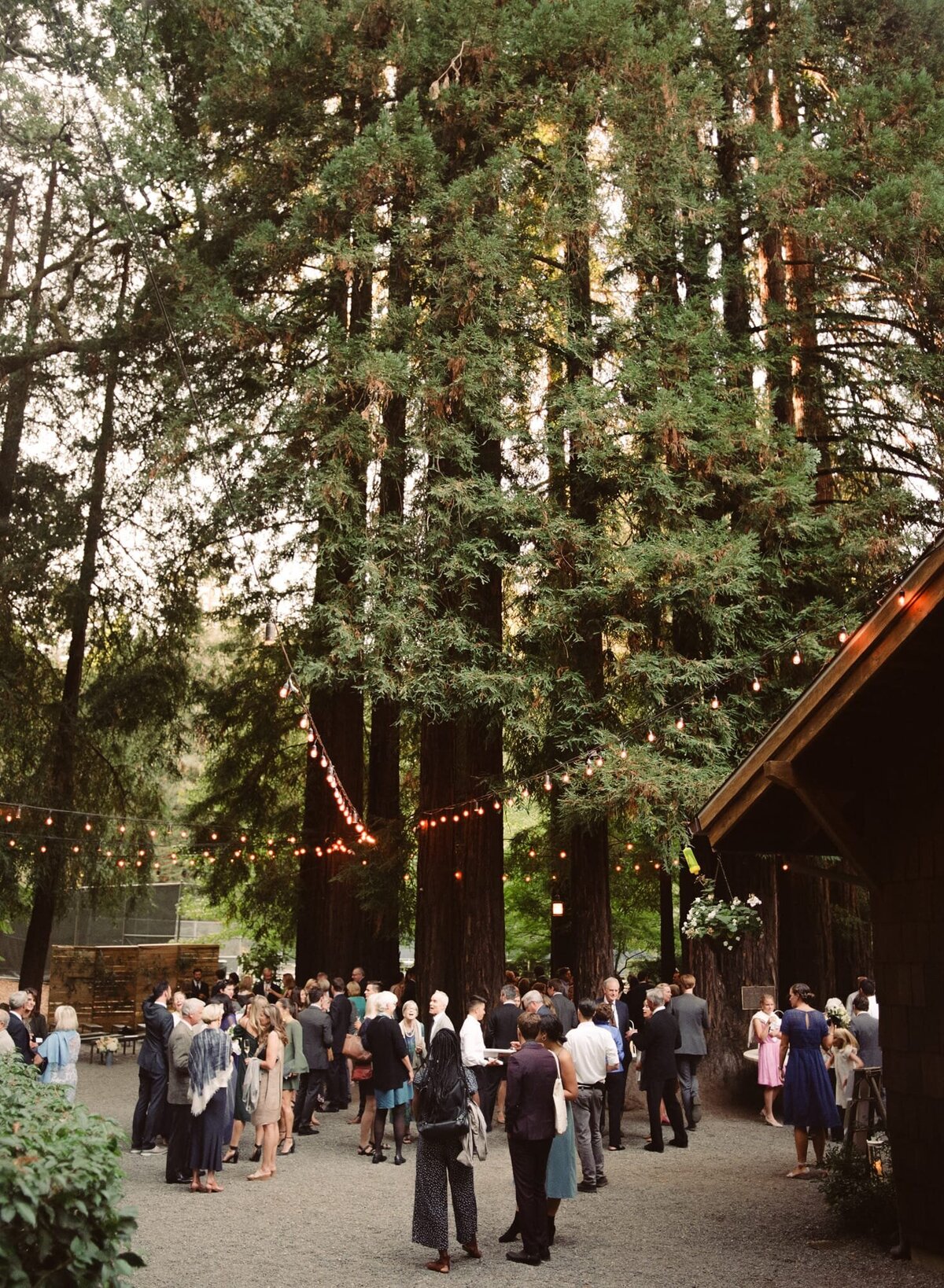 Wedding guests enjoy a magical evening filled with laughter, love, and gratitude amidst giant fir and pine trees.