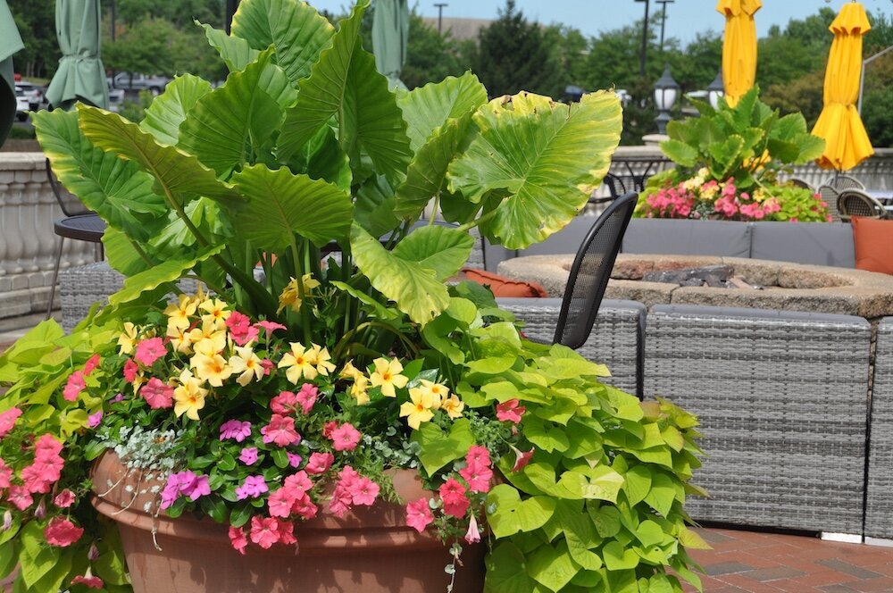 Residential landscape company project in Kansas City