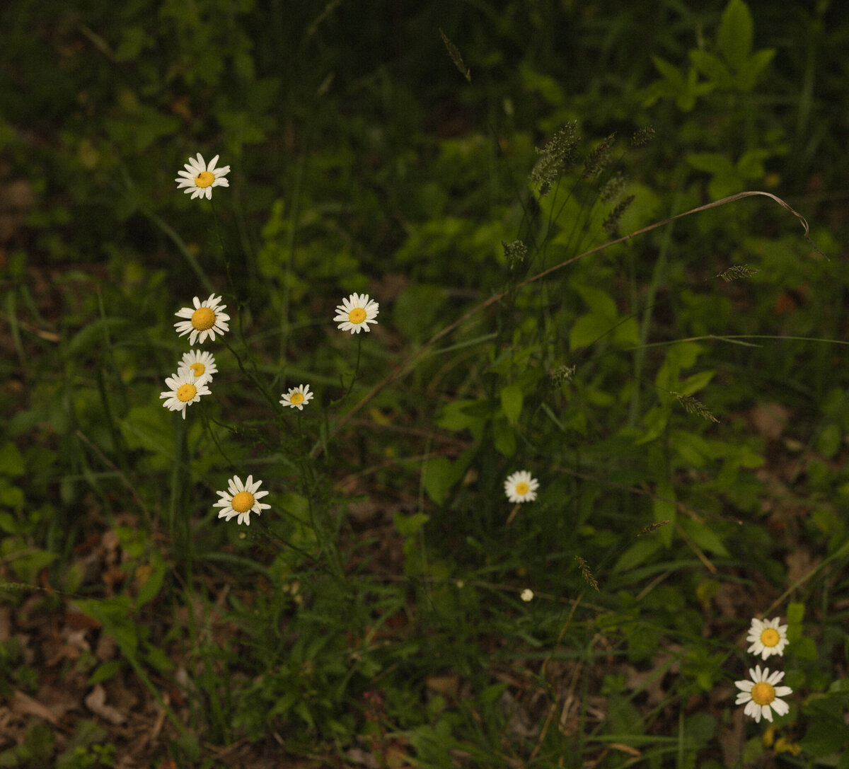 gracewaldenphoto-147(1)