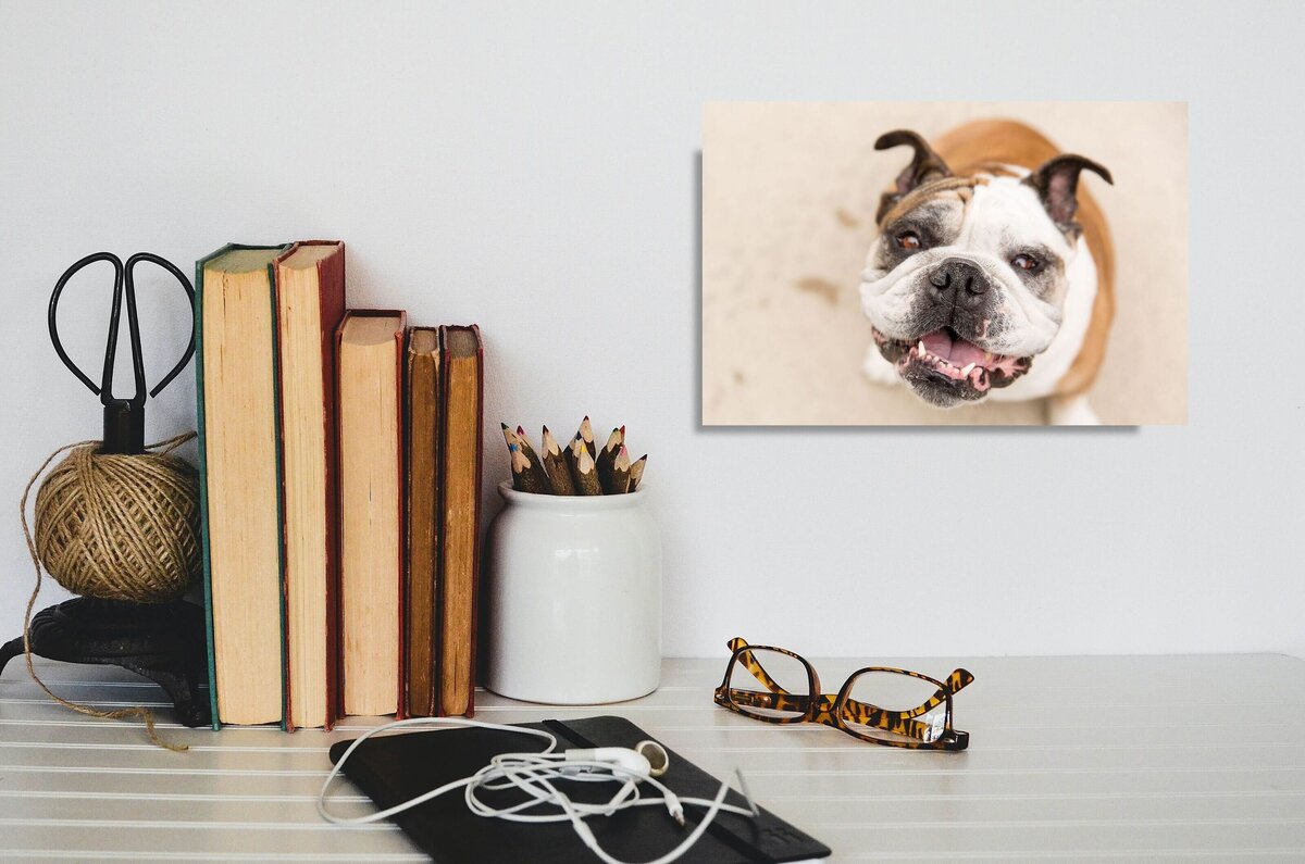 bulldog picture by a desk