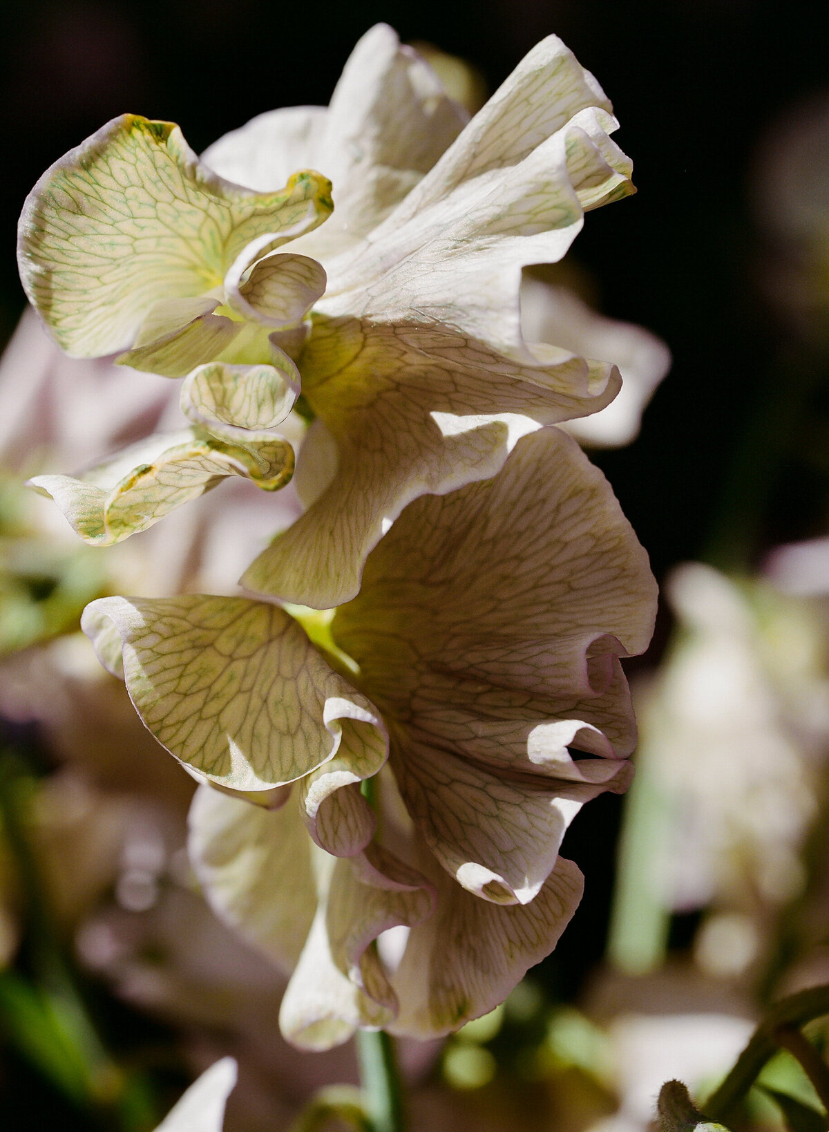 DT-25-siren floral workshop-6