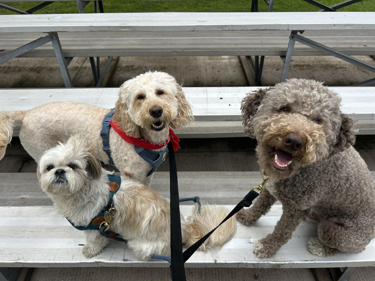 HamiltonToronto-PetSitting-007