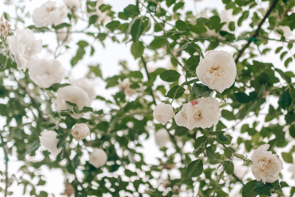 32_Domaine_de_Marie_Luxury_Wedding_Photographer (32 von 36)_An elegant wedding in Provence at Domaine de Marie. See this wedding captured by Luxury wedding photographer in France, Flora and Grace.