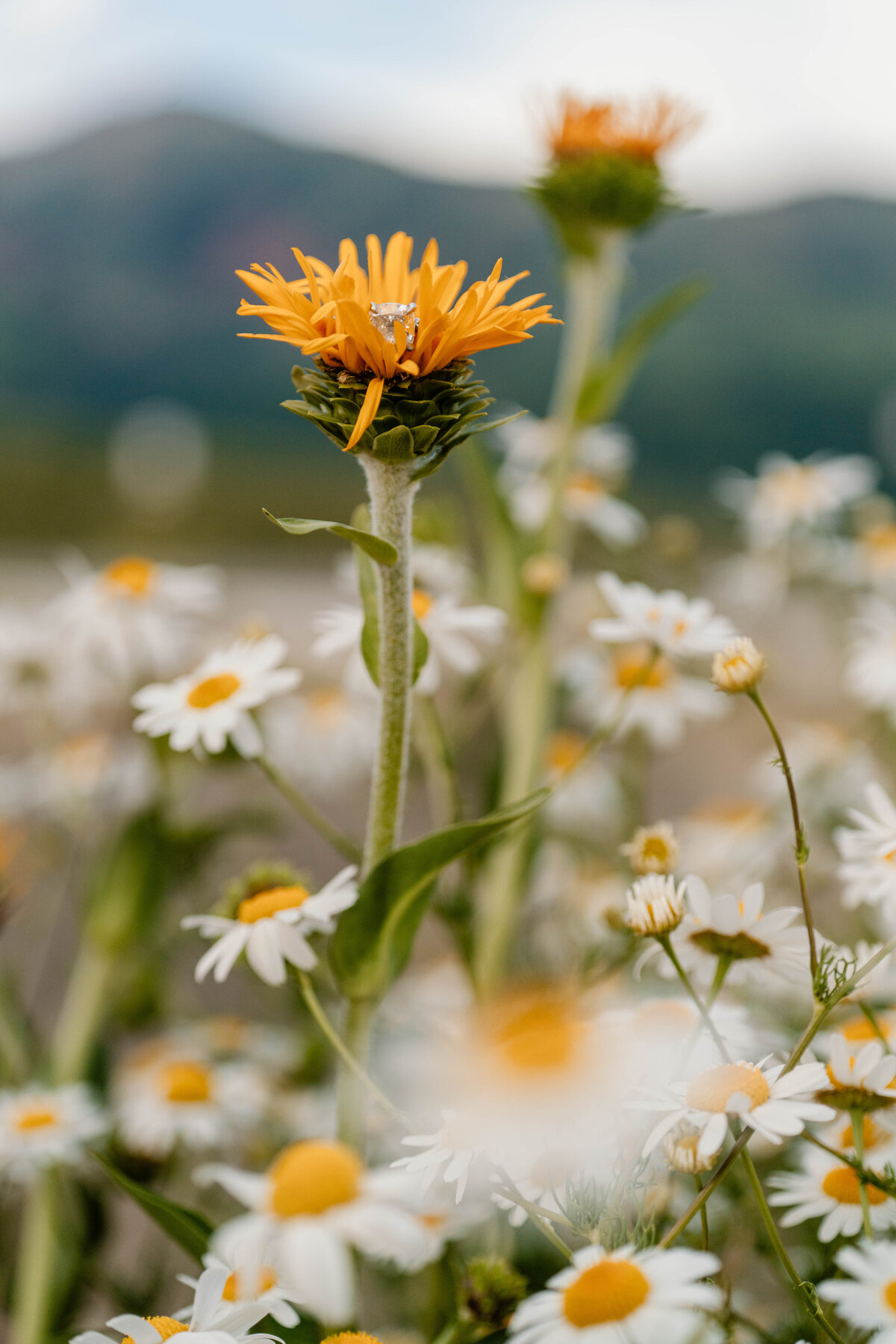 A_C_Crested_Butte_Wildflower_Engagement_Photos-105