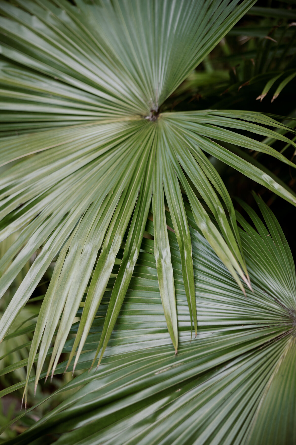 Close-up detail shot of lush tropical leaves, captured on film with a fine art wedding photography style — Carmel wedding photography by Kate Winters Photography.