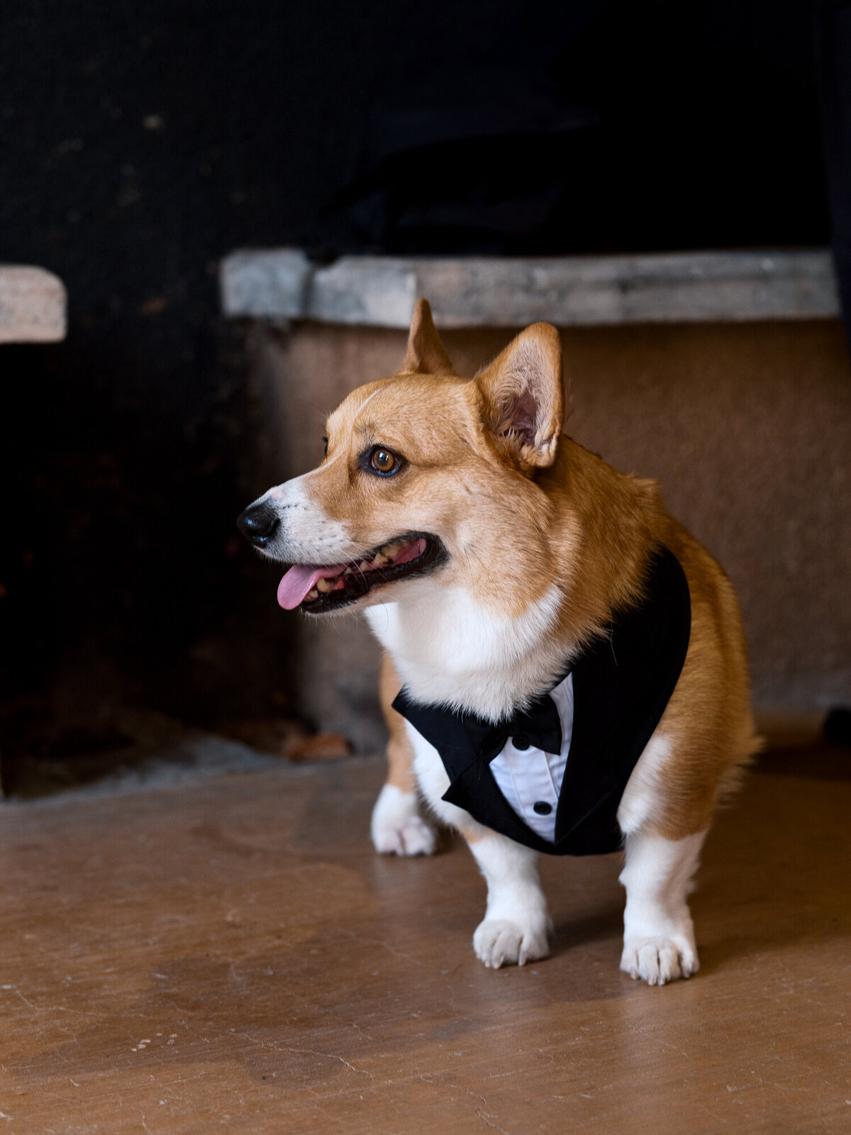 Ringbearer dog at viansa