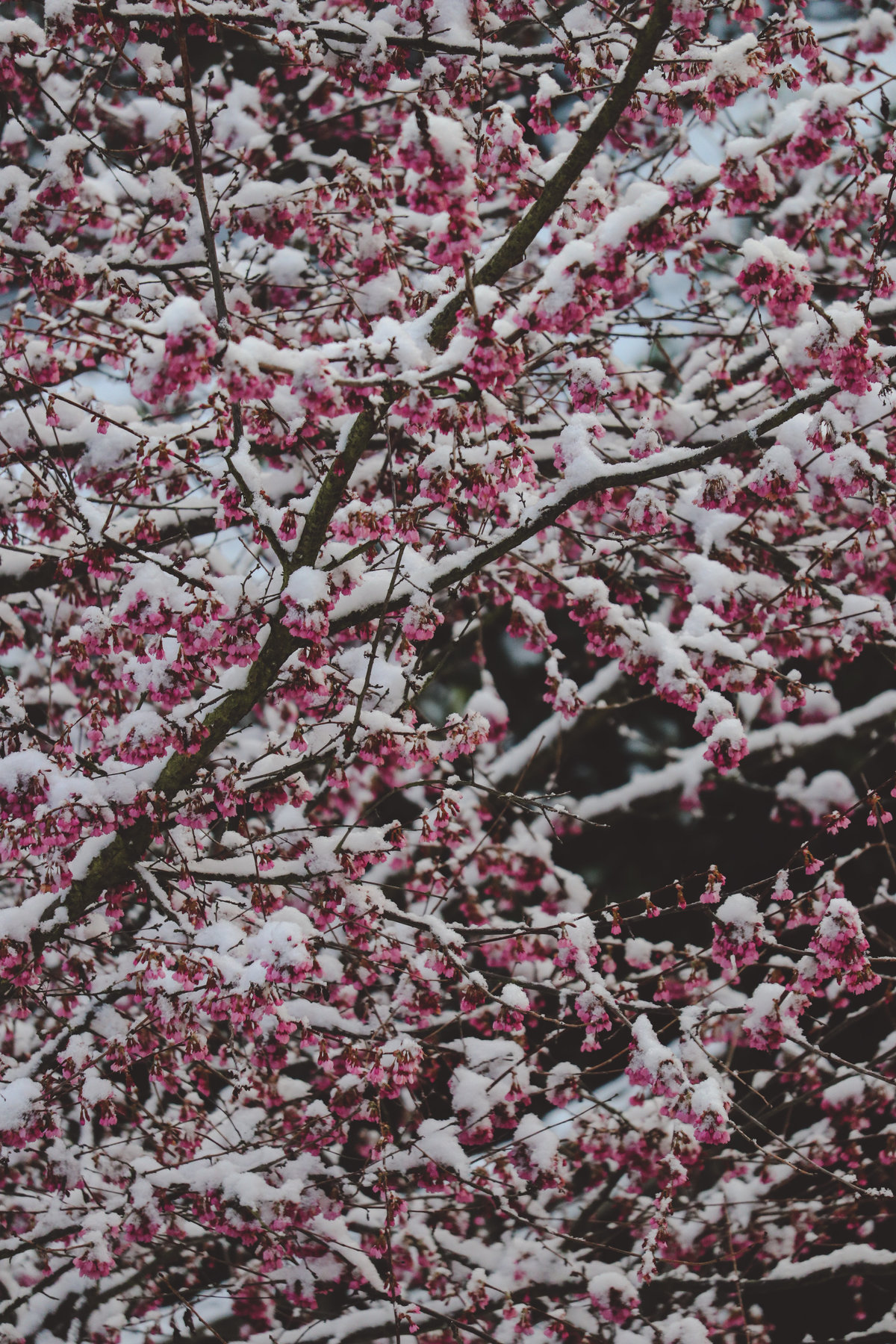 Cherry Blossom in the Snow