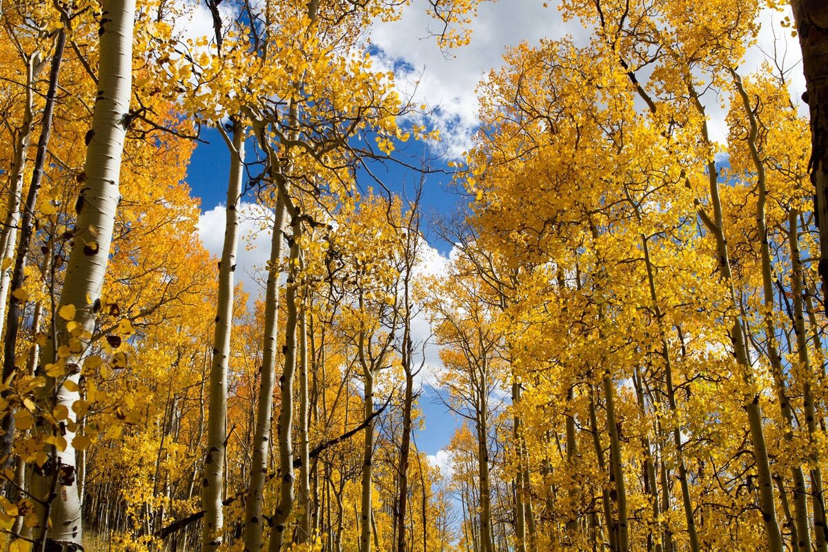 aspens2