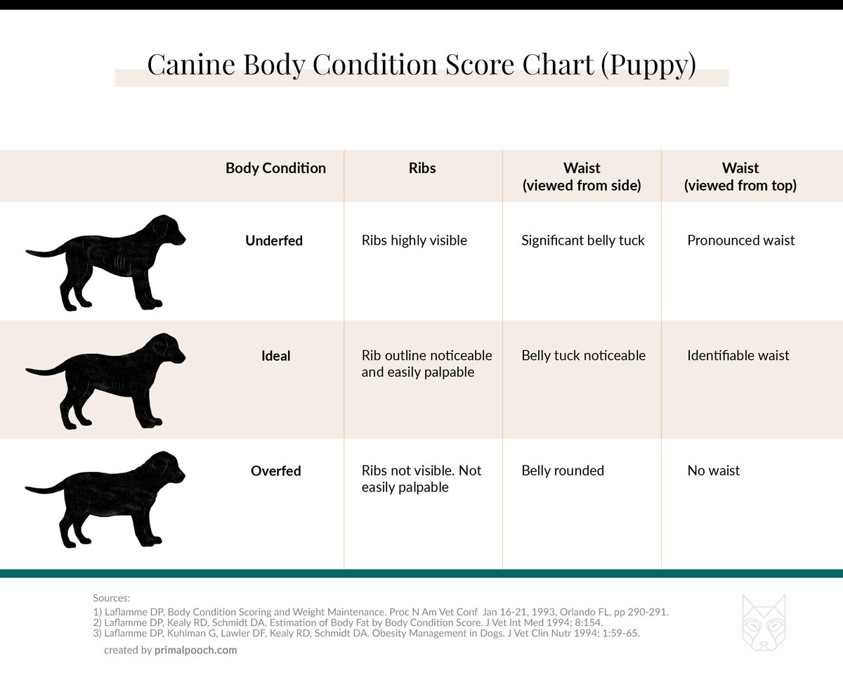 what does it mean to raw feed a dog