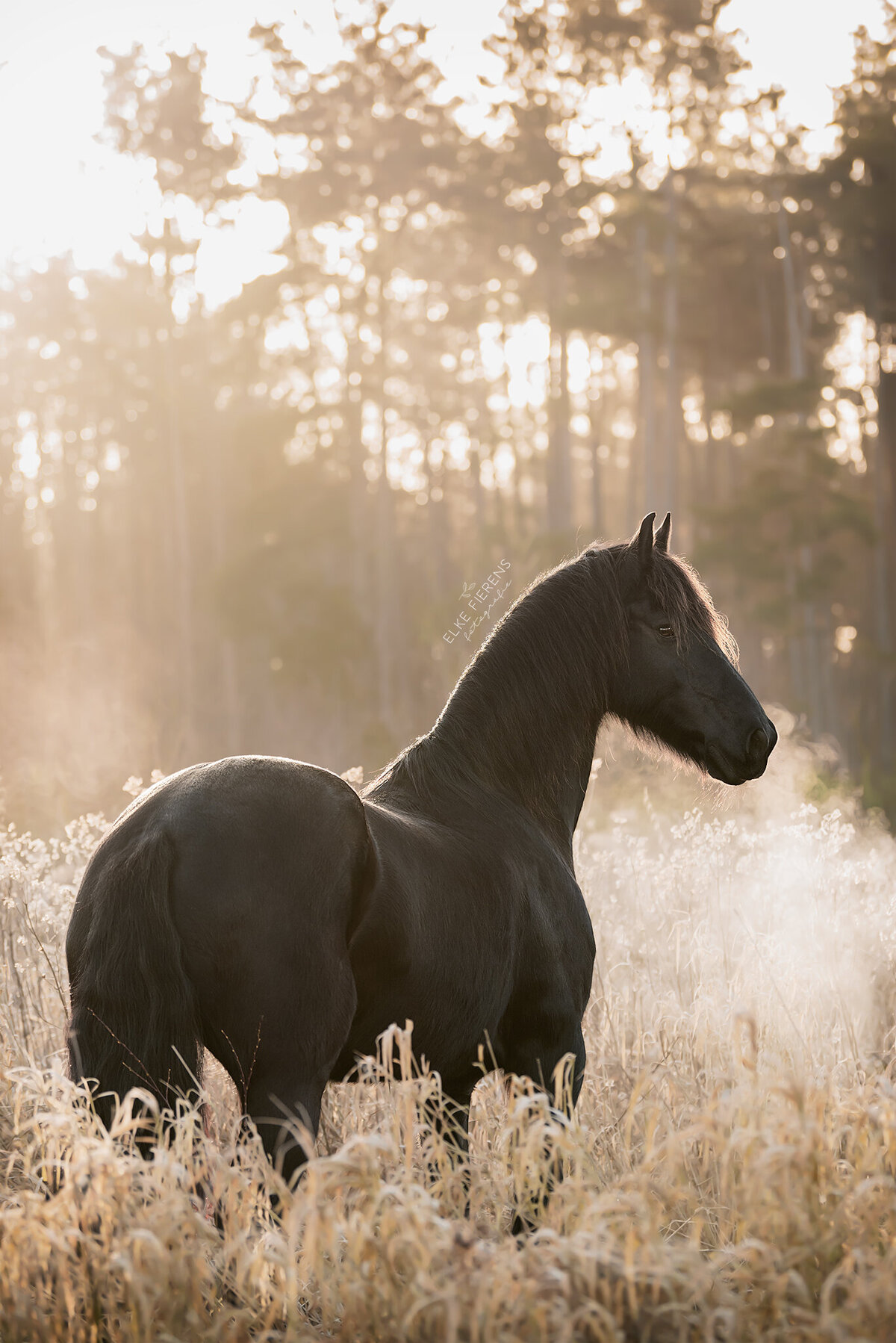paardenfotograaf - paard in het veld - ochtendglorie - mist