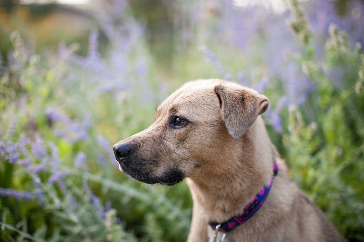 a mixed breed dog stands in front of purple flowers