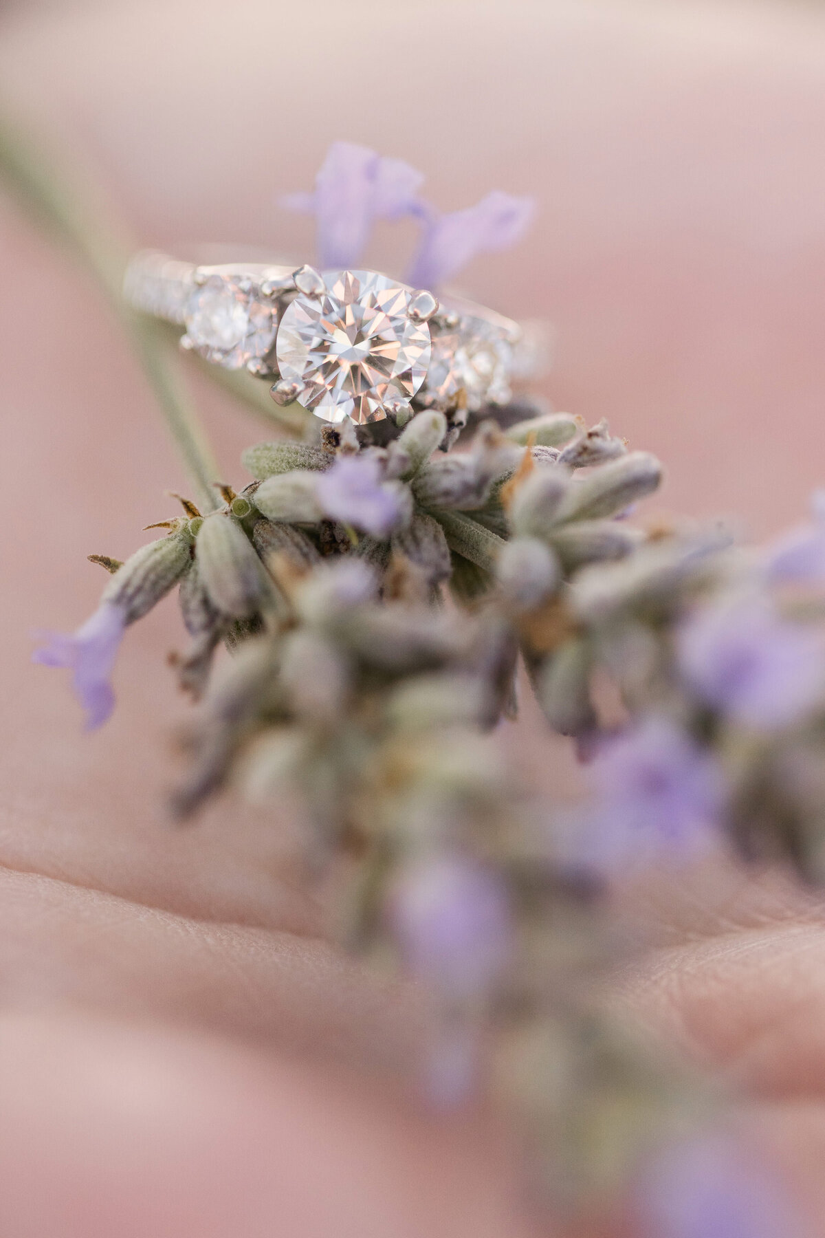araceli-lavender-farm-engagement-sacramento-wedding-photographers-018