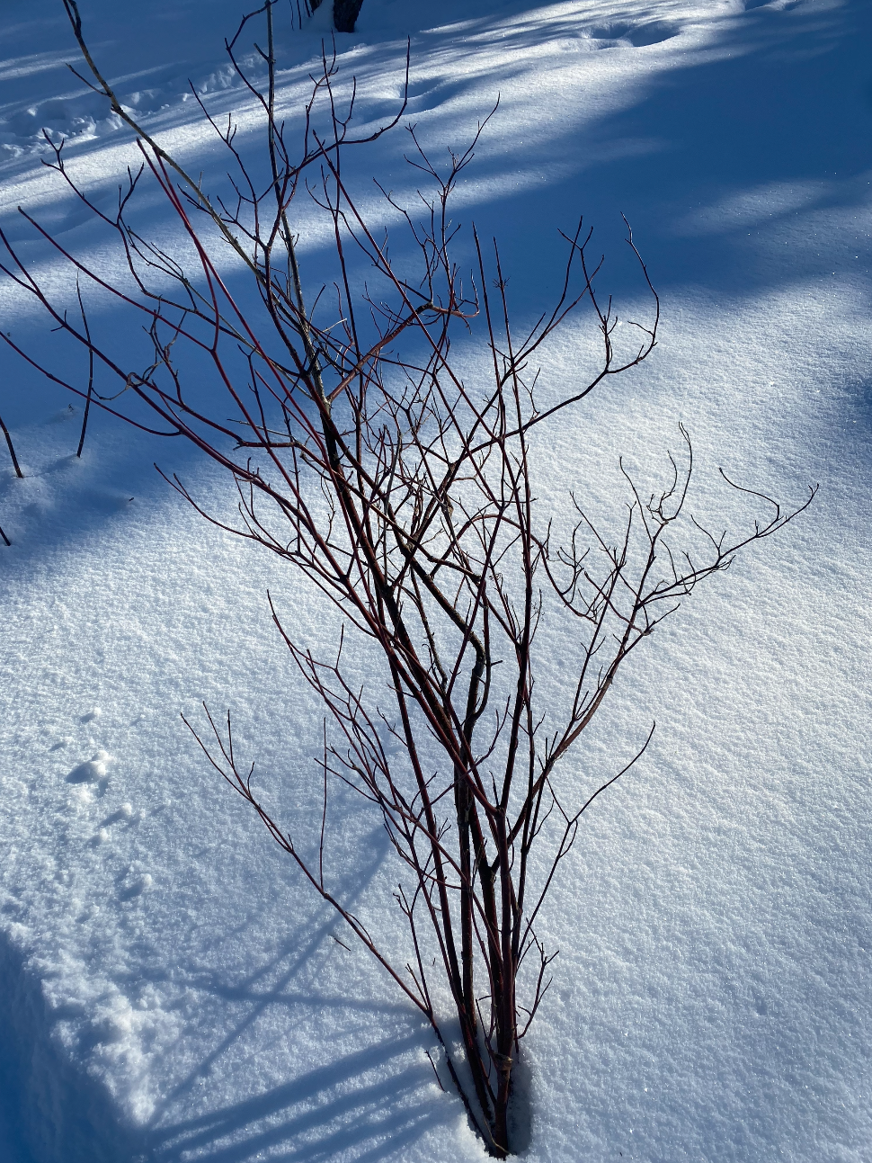 red dogwood ten lairs deep