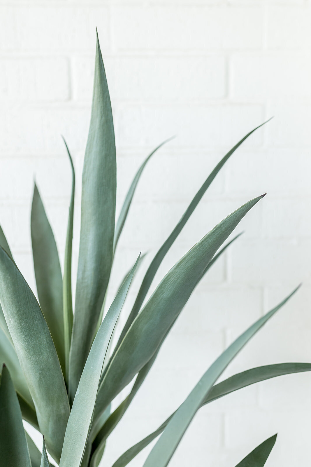 WoodwayTX_FREEBIRD-218