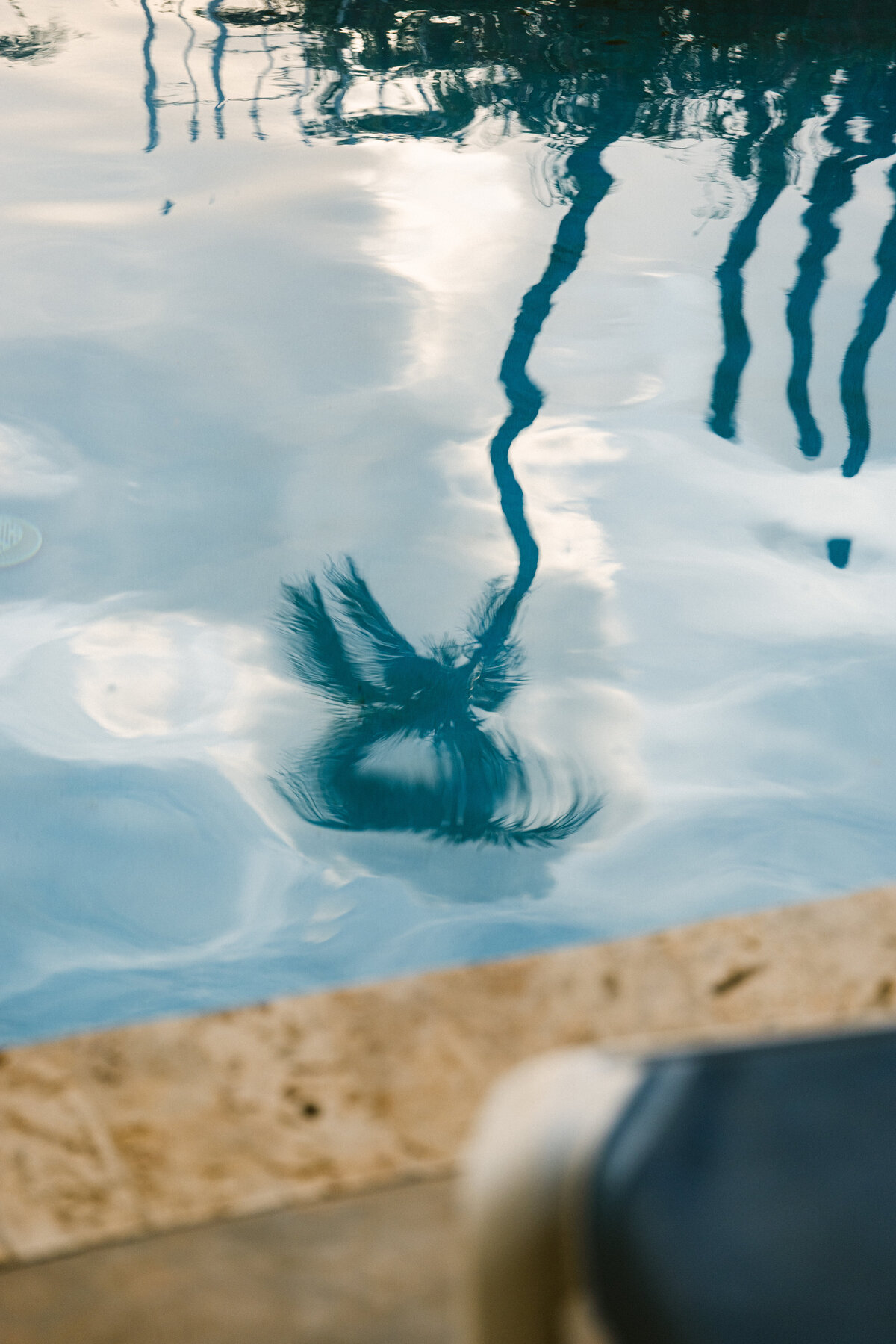 Palm reflected in the pool