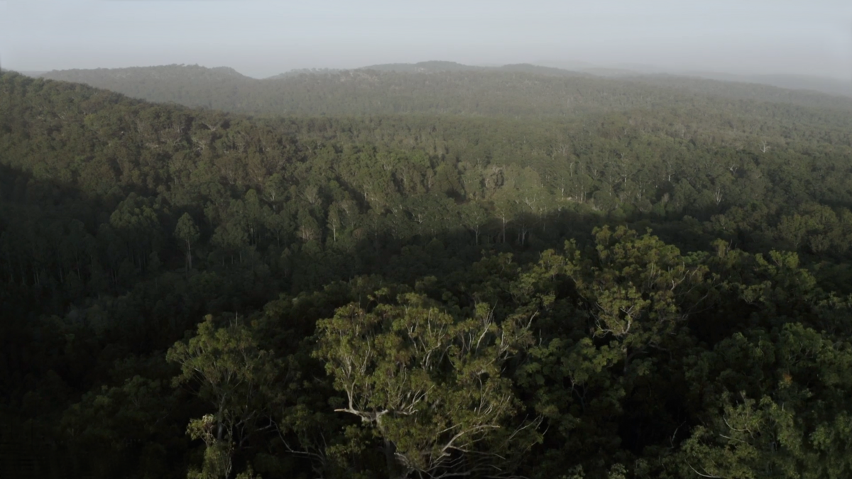 KatieRydge_NatureDroneShot