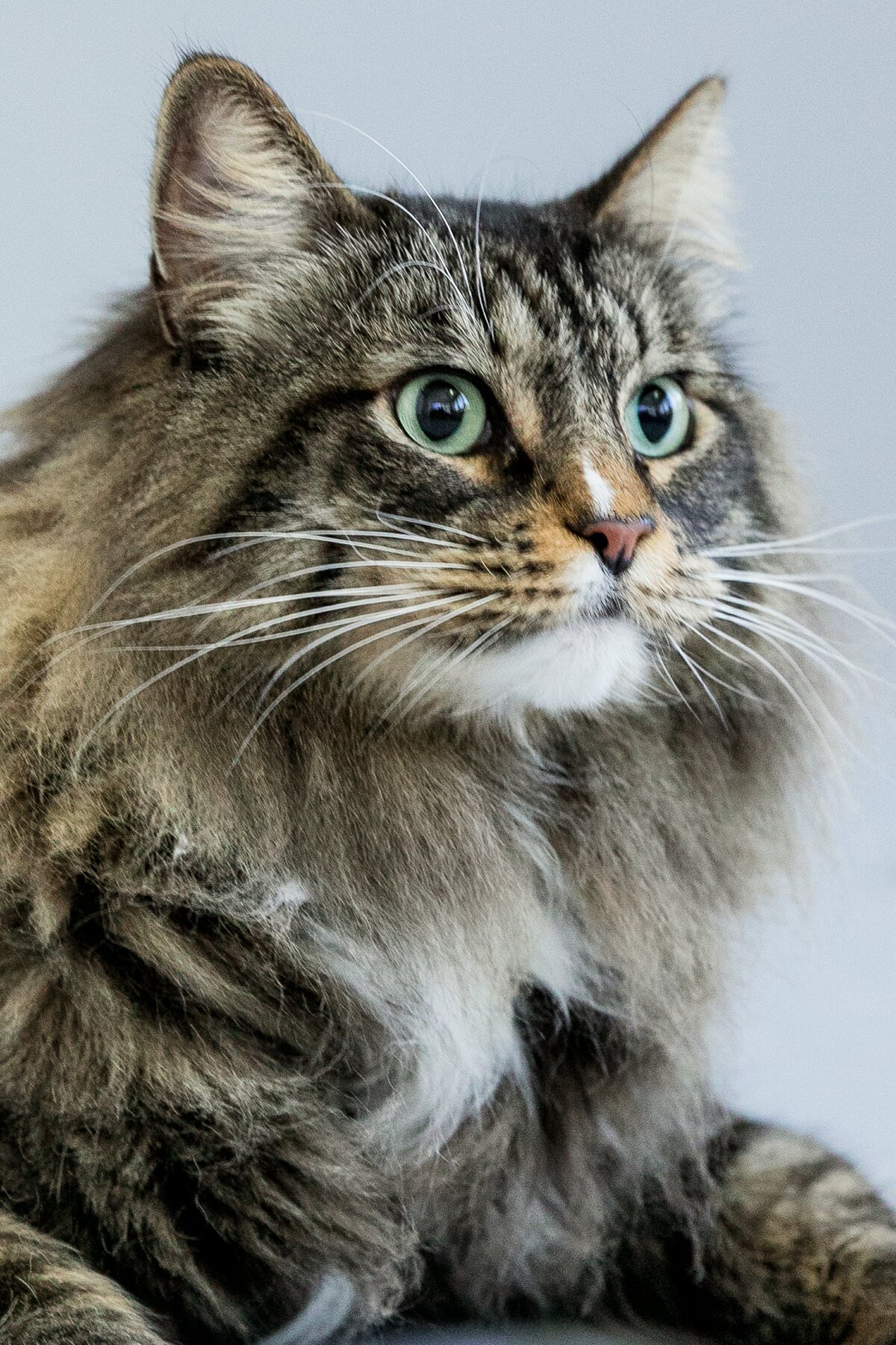 San Francisco pet photography