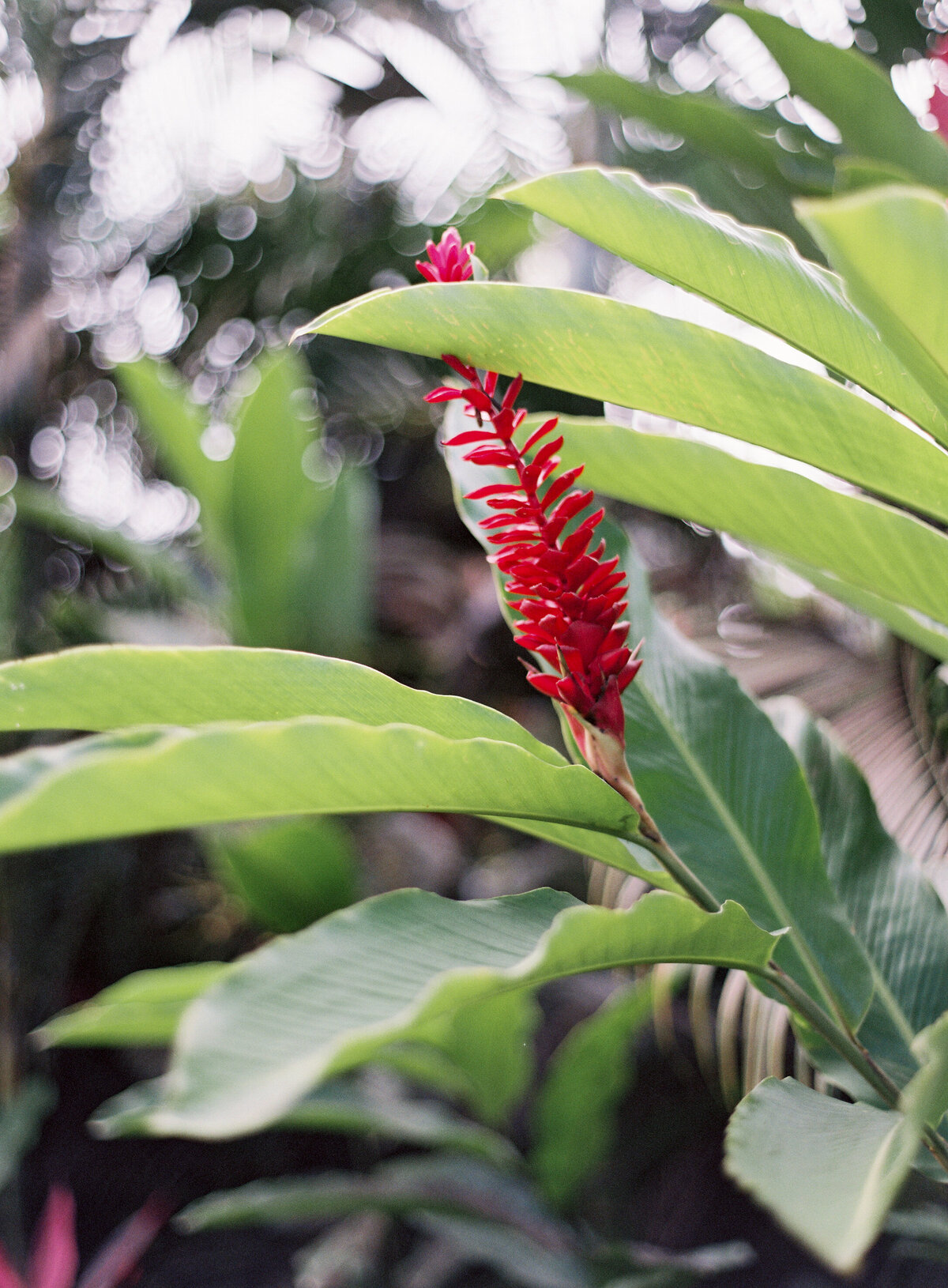 Alaya Resort Ubud Tropical Bali Micro Wedding Elopement Insporation- Vi300