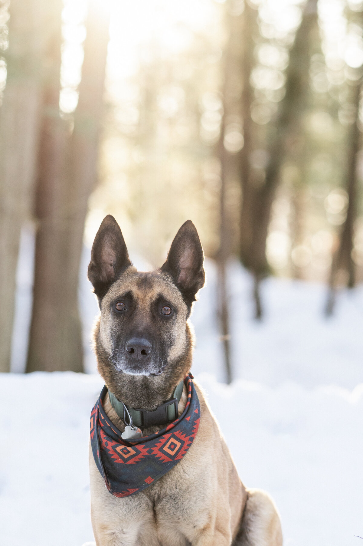 snow-dog-photographer-nj