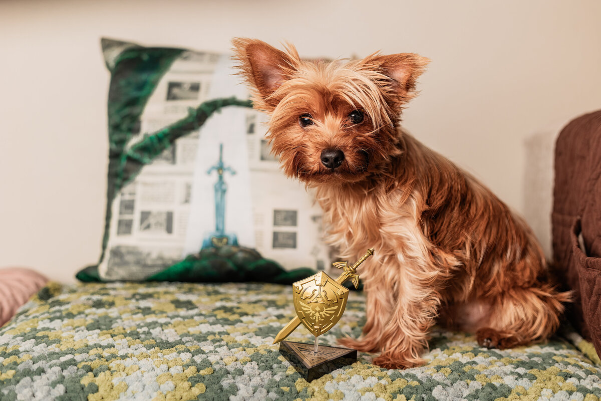 yorkies-first-birthday