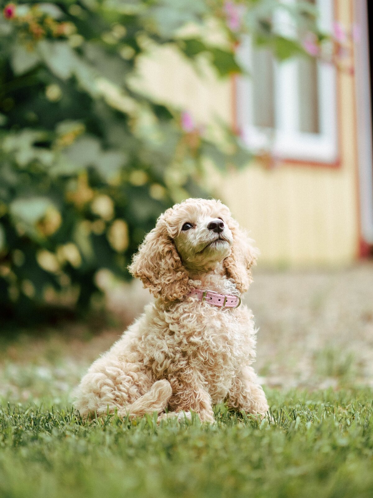Mini Poodle in the grass