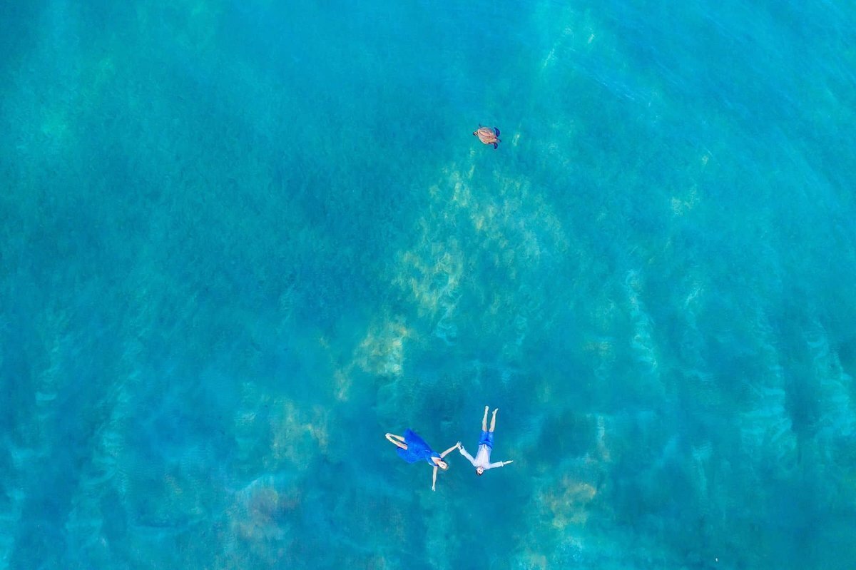 Drone portraits of a couple holding hands in the ocean on Maui as a turtle swims nearby