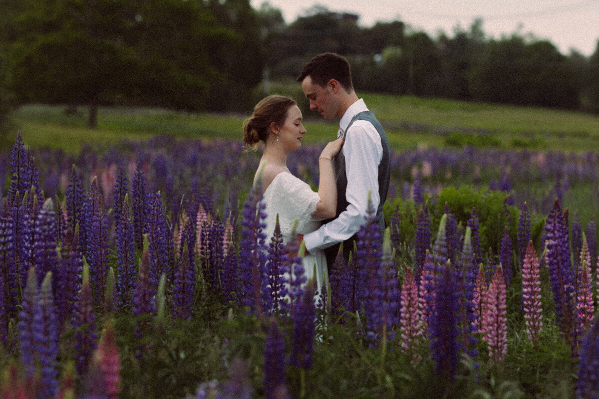 Viewing Lupines in Maine