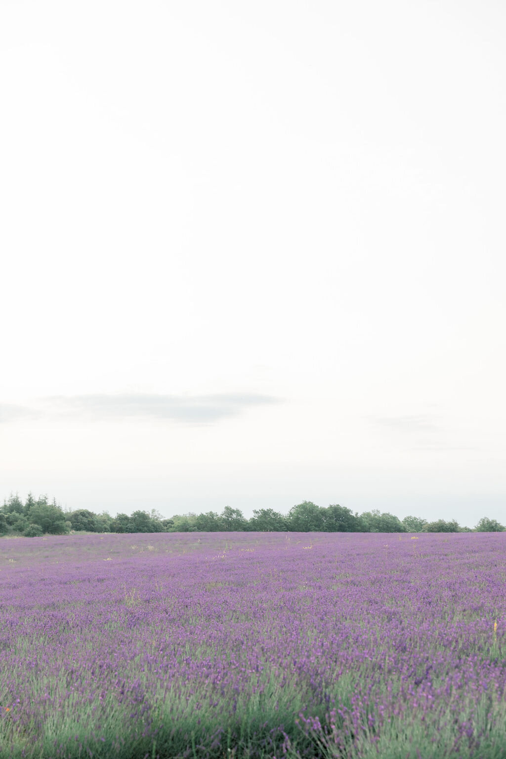 Provence-Destination-Wedding-Lavender-Fields-1