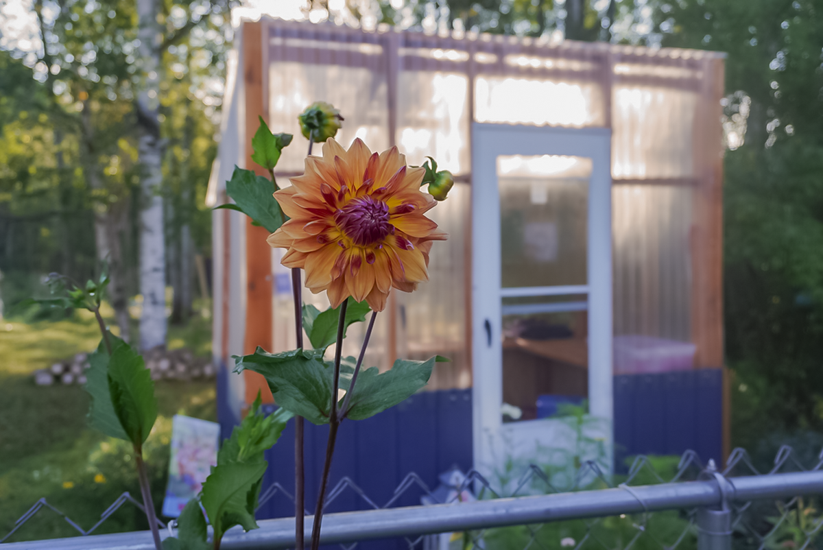 greenhouse dahlia-2