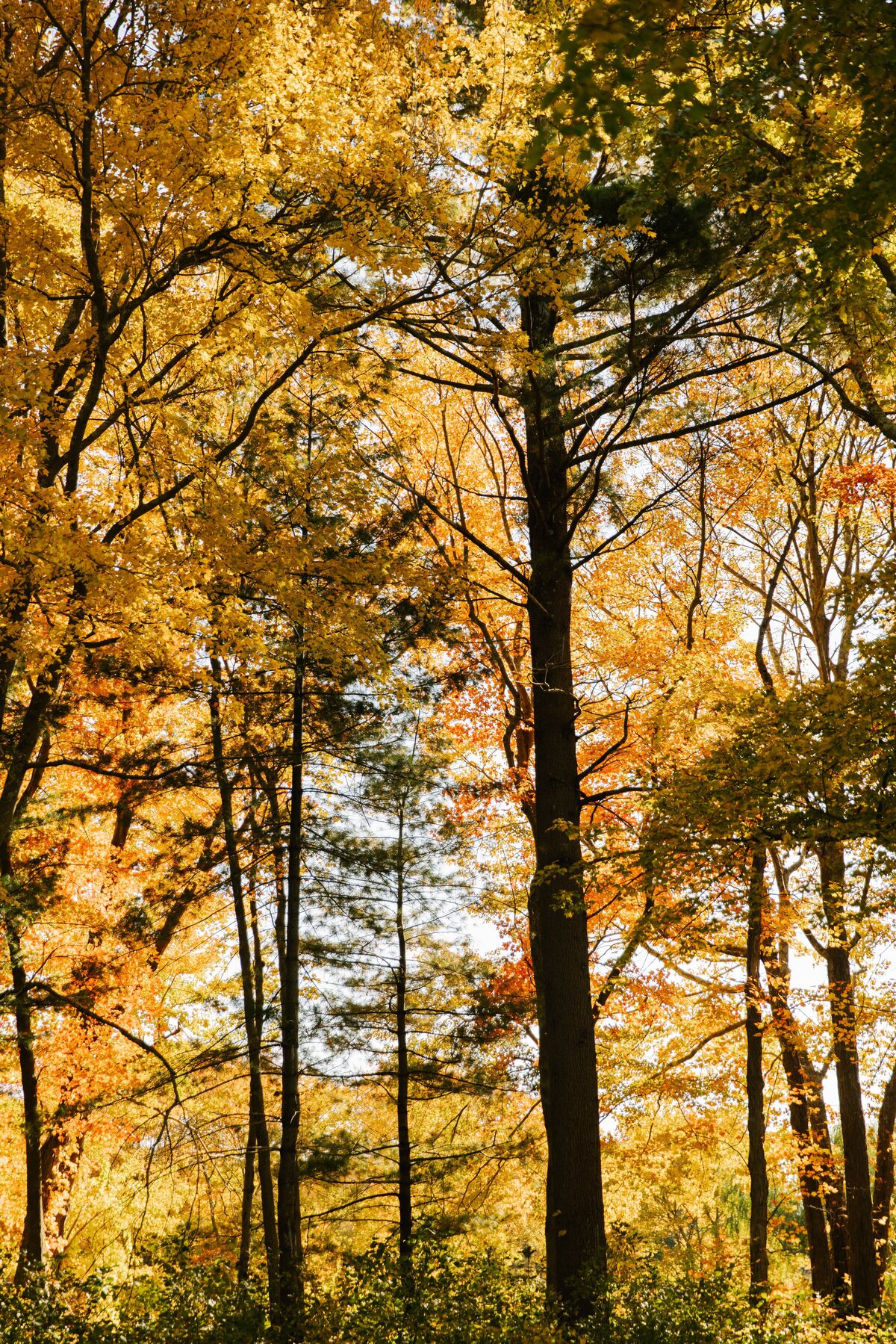 Adam-Amanda-Wedding-Cape Club of Sharon-Sharon-MA-20