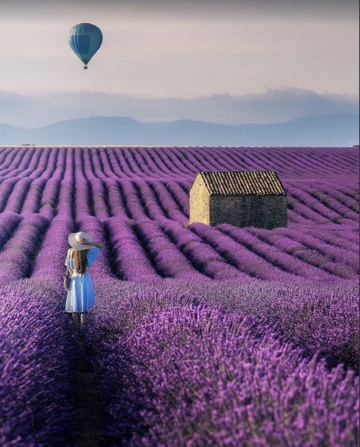 lavendar field with hot air balloon (1)