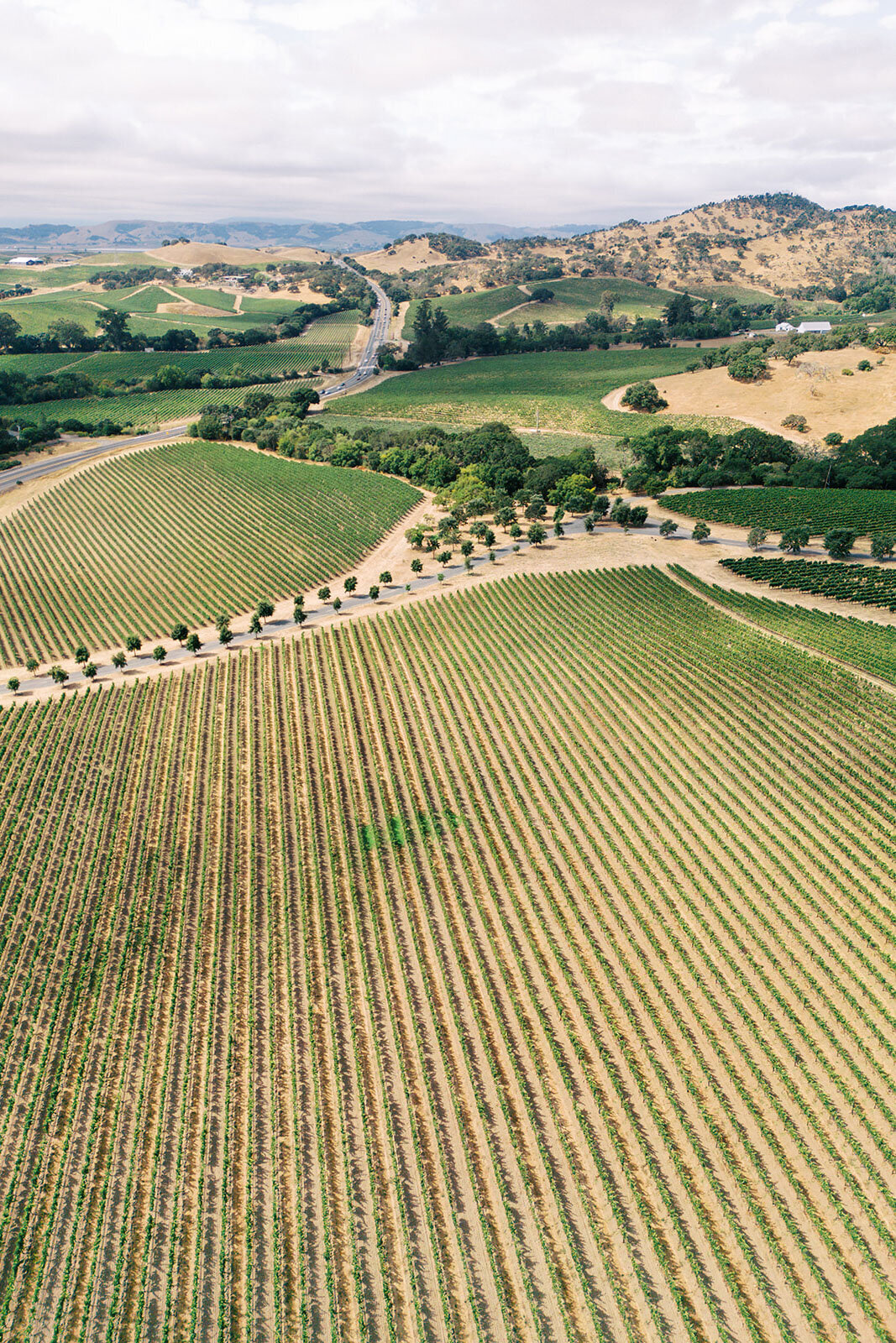 1WILLOWAND-BEN-WEDDING-PHOTOGRAPHER-NAPA-4