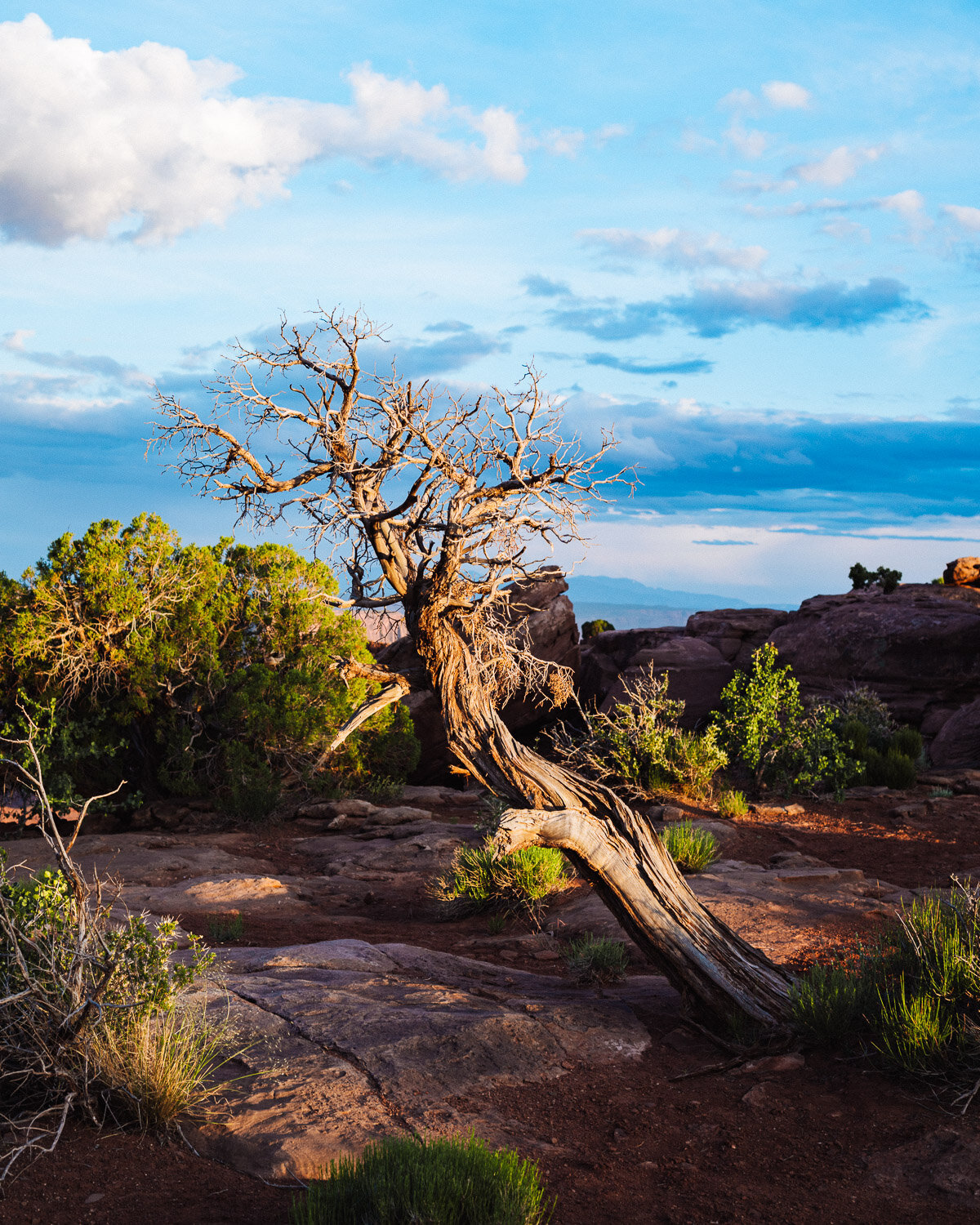 DeadhorseBristlecone1-web