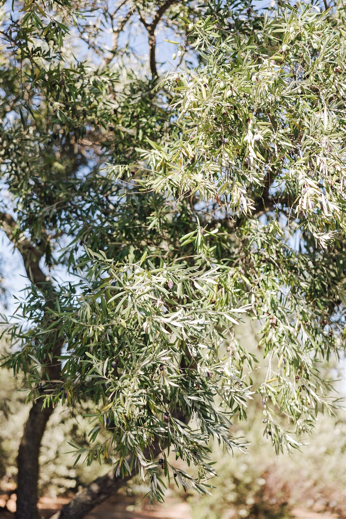 viansa-sonoma-wedding-annie-ben-ashley-carlascio-photography-0110