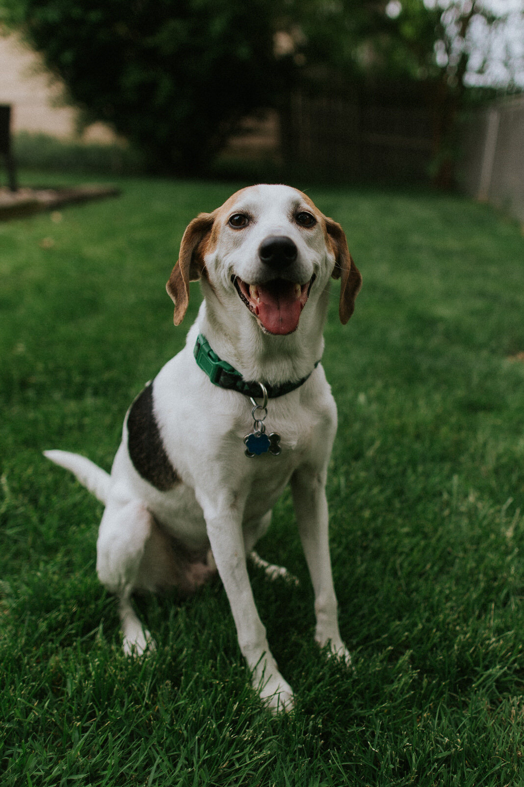 dog-family-photos-illinois-storytelling-emotional-9