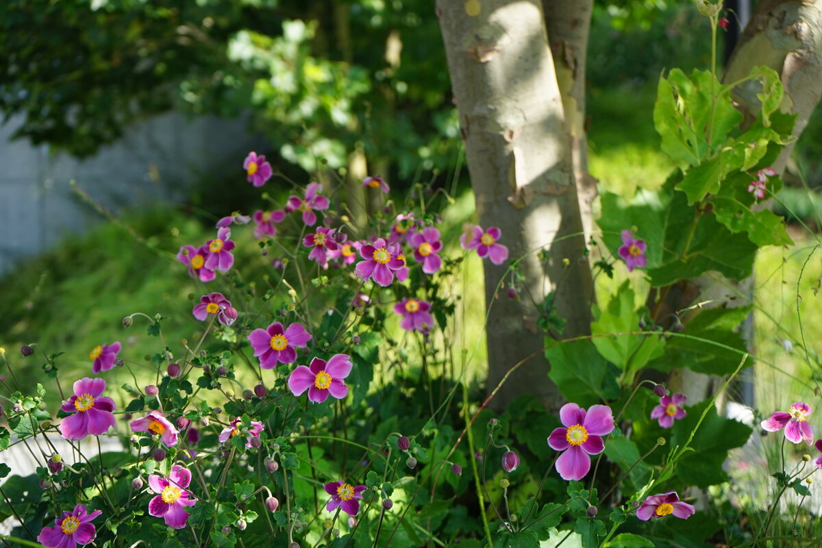 vysadba trvalek pod stromy