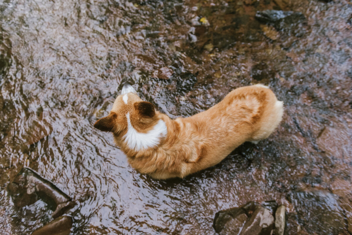 near-me-river-dog-photography